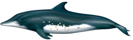 Delfín diente rugoso