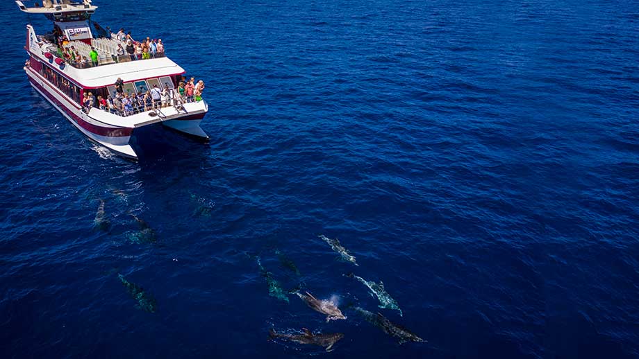 royal delfin catamaran