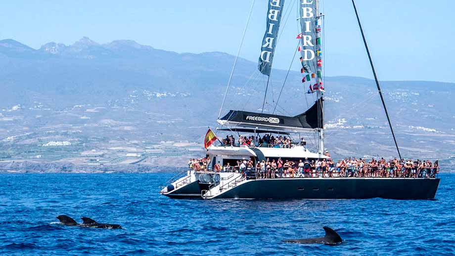 whale watching tenerife in an eco catamaran