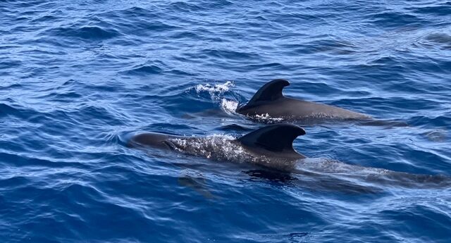 two pilot whales