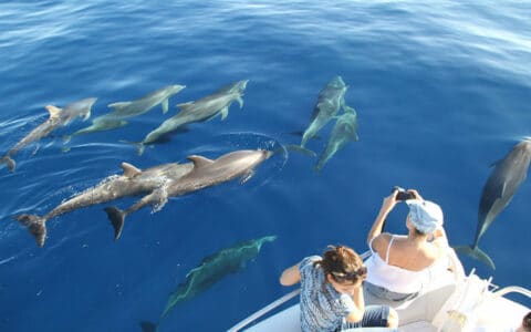 Tenerife Whale Watching Sustainable Tourism tenerife-whale-watching-sustainable-tourism