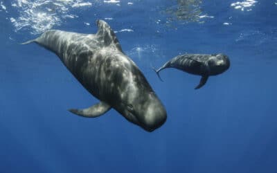Short Finned Pilot Whale