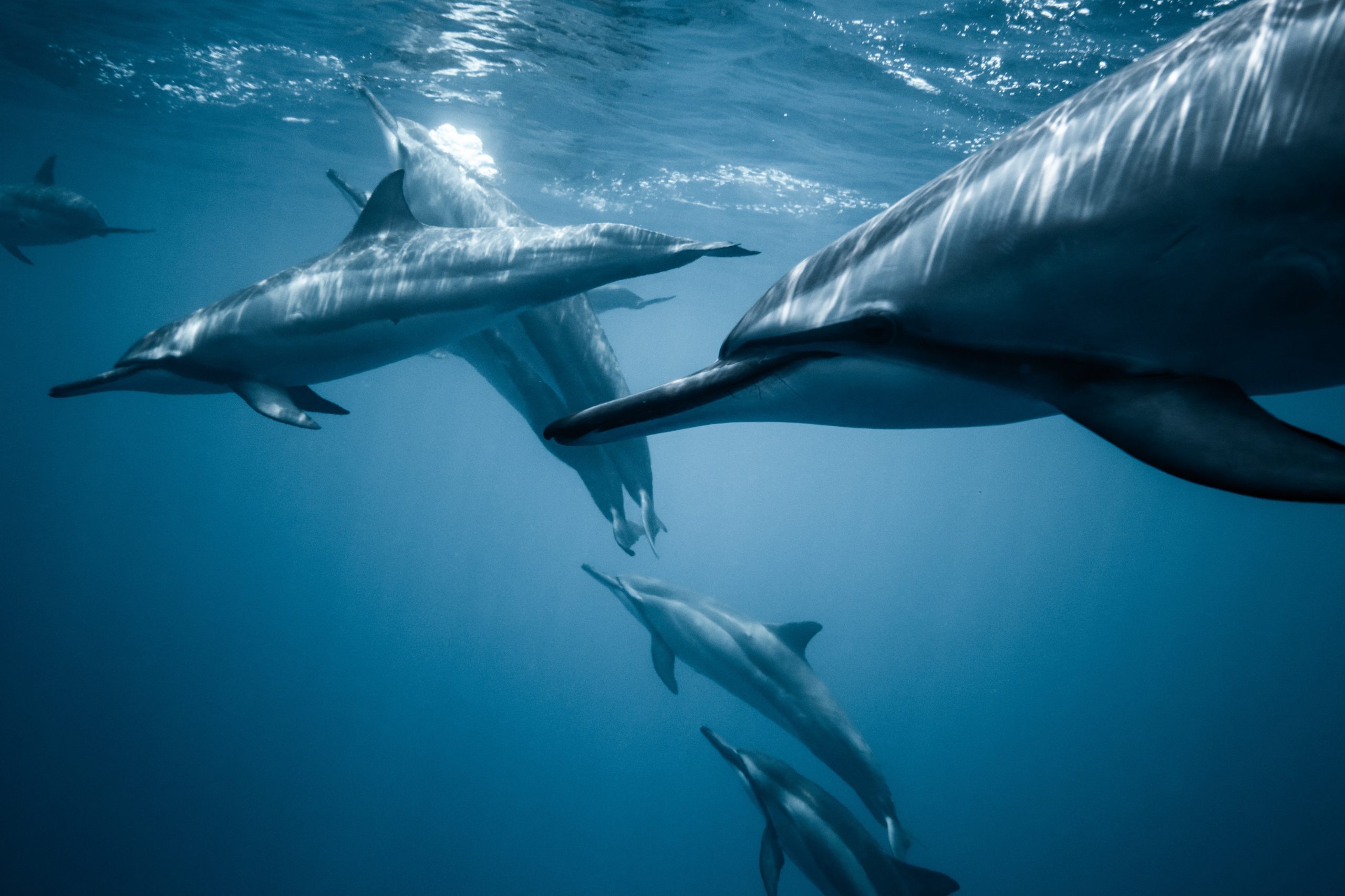 bottlenose dolphin underwater